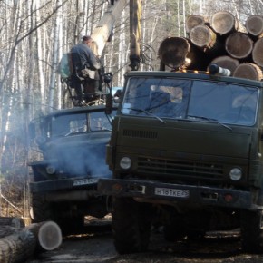 Siberian tigers under threat as 'timber mafia' devastate Russian forests